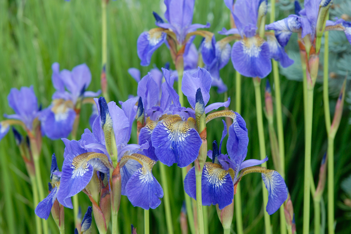Siberian Iris